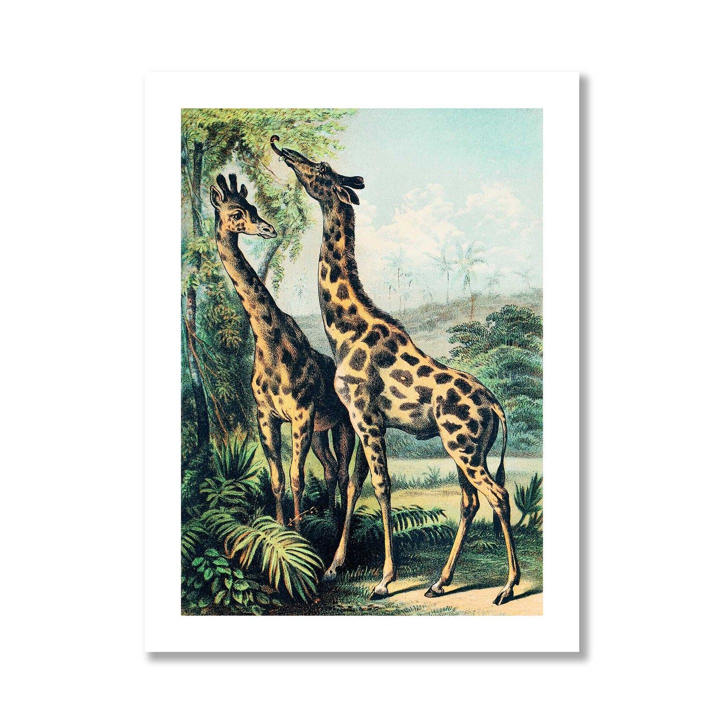 Vintage - Giraffe